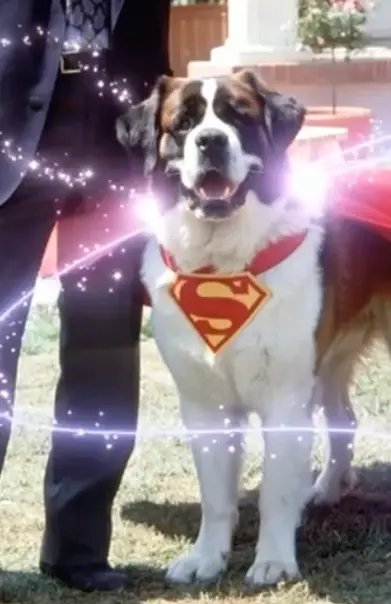 Pet Superstars World